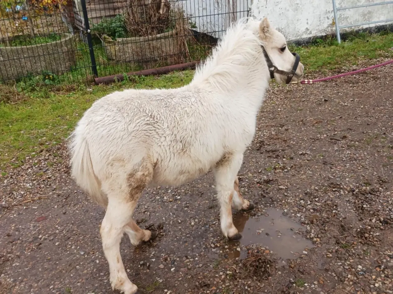 Billede 1 - palomino hingsteføl 