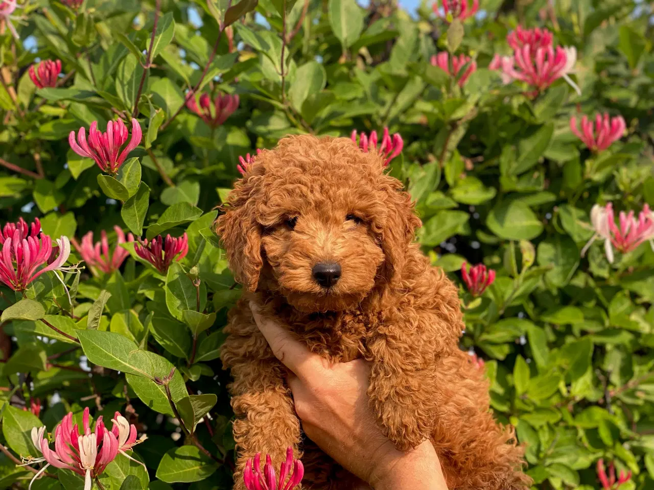 Billede 8 -  1 smuk mini Goldendoodle tilbage, doodle hvalpe