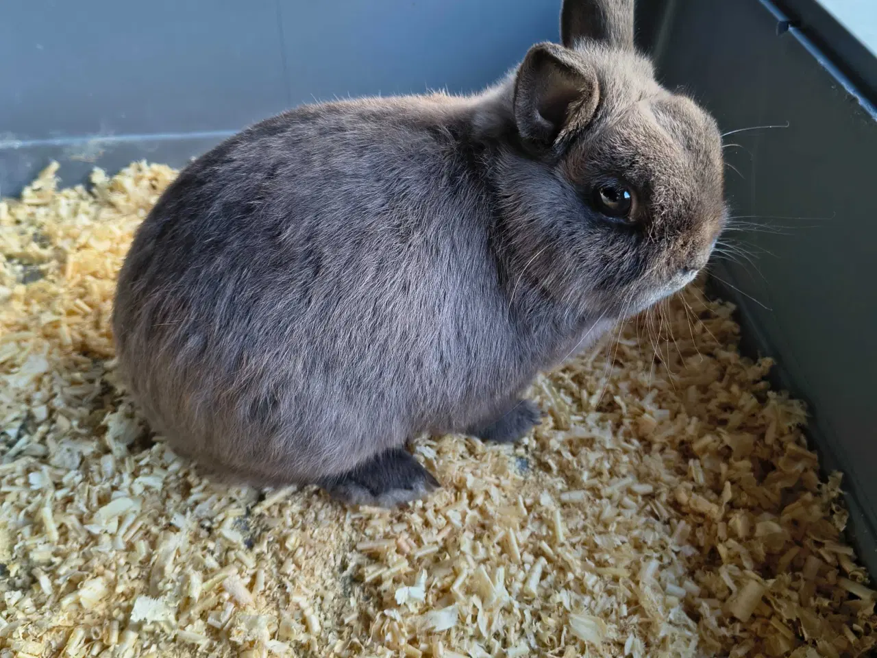 Billede 3 - Hermelin Zobel Blå 