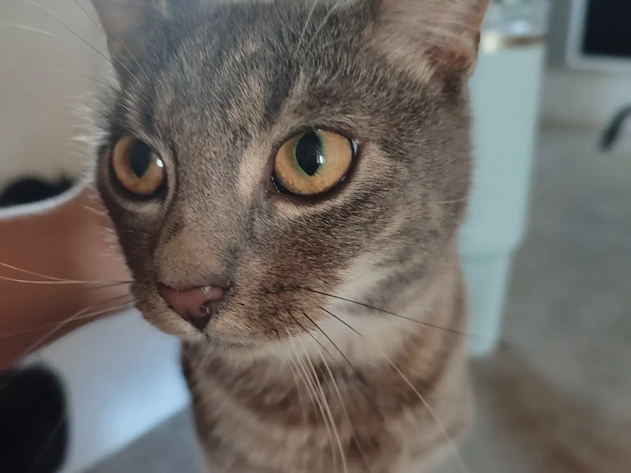 Billede 5 - Sødeste katte 