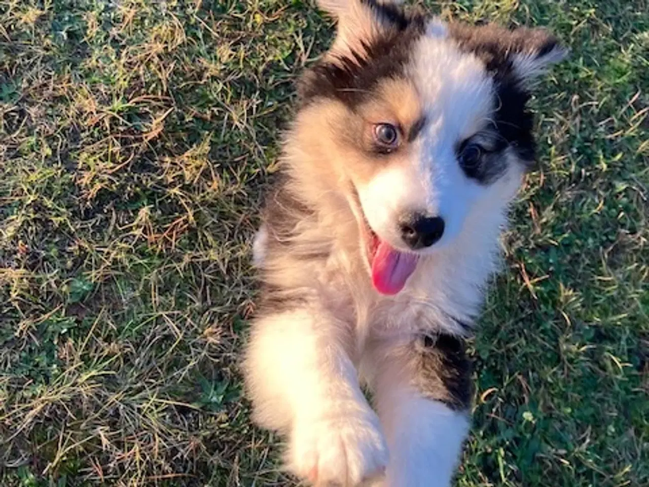 Billede 1 - Vera - Pragtfuld Australian Shepherd Hvalp