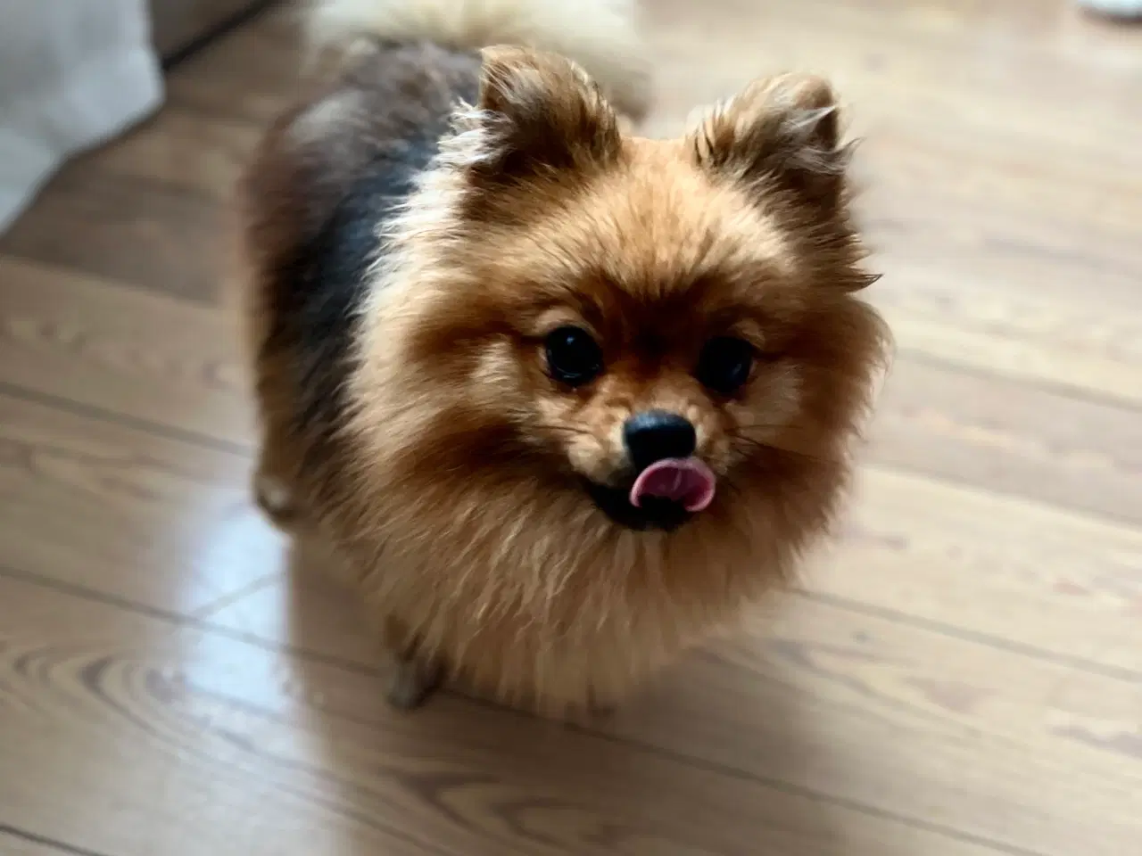 Billede 4 - Hund søger blivende familie med store børn