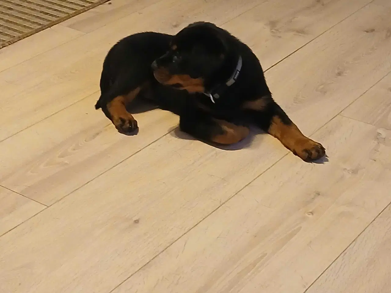 Billede 3 - Dejlig rottweiler han 