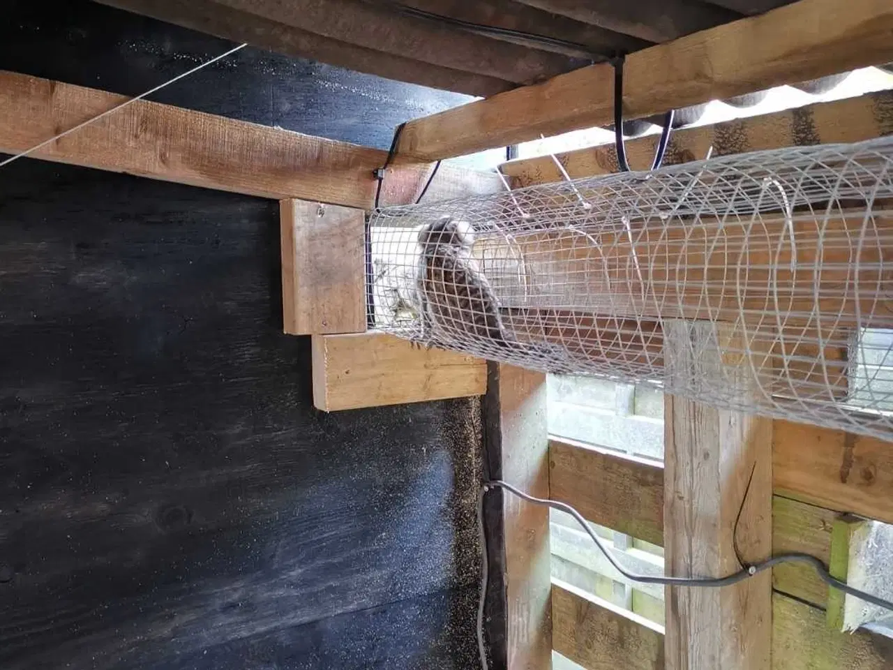 Billede 6 - Hvidøret Silkeaber 