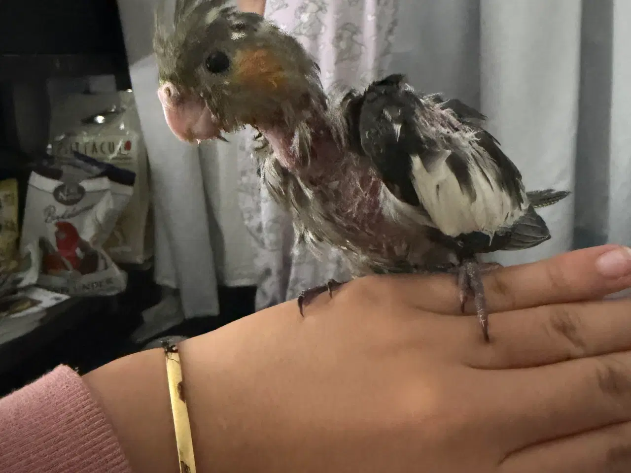 Billede 1 - 100 Tam nymfeparakit unge