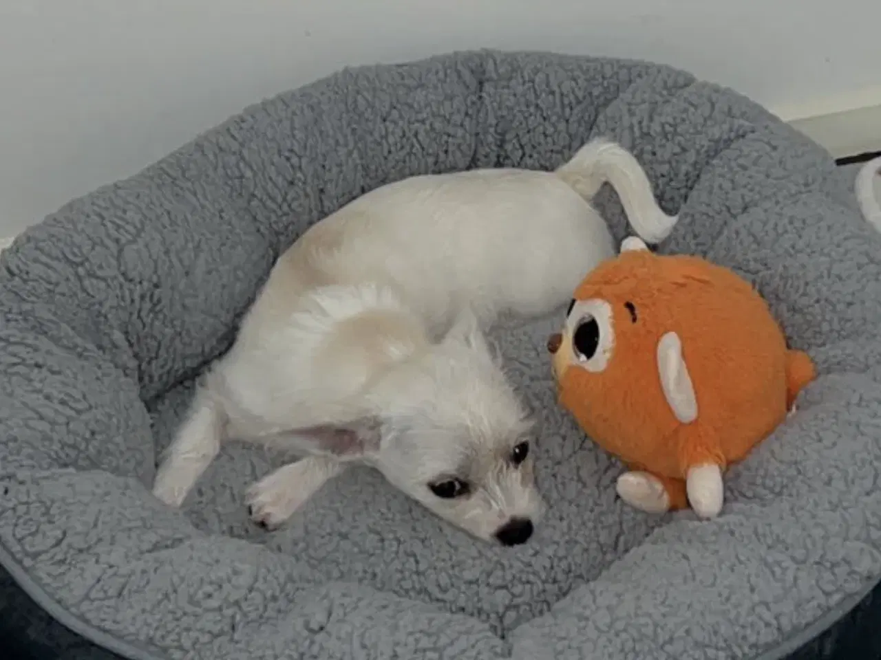 Billede 1 - Sød chihuahua blanding