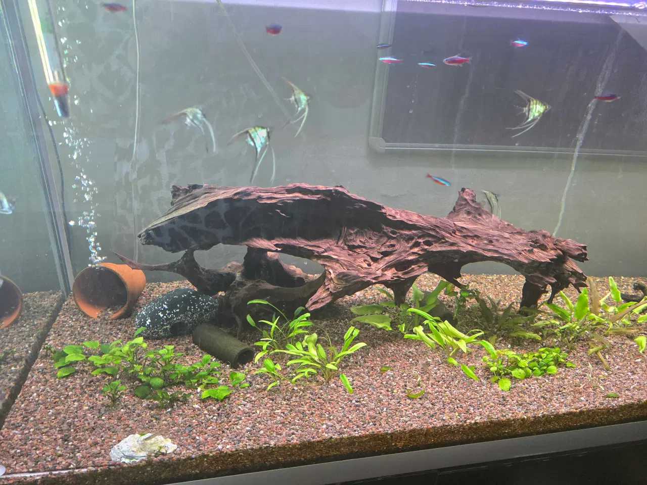 Billede 3 - Akvarie med alt 