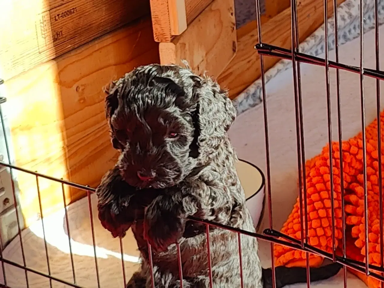 Billede 3 - Hundehvalp doodle blanding 