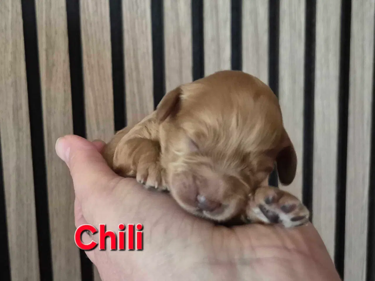 Billede 11 - Mini cockapoo f1B