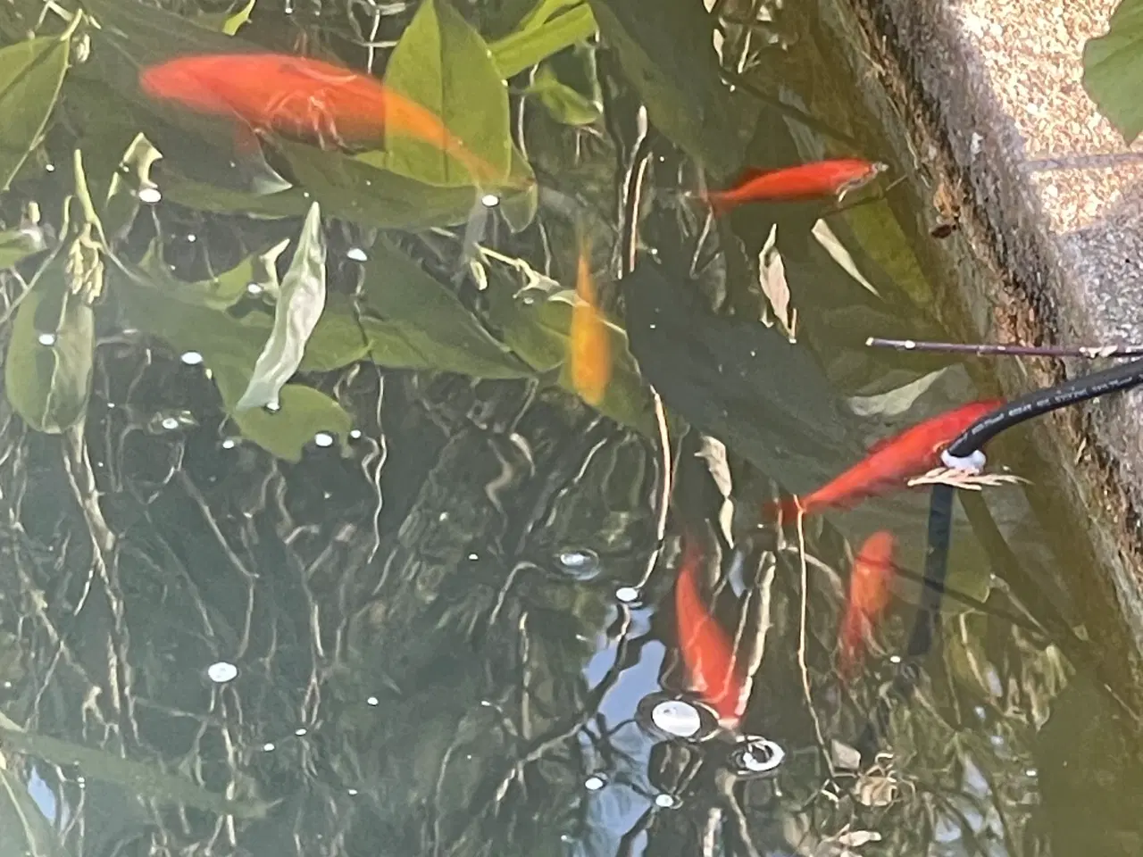 Billede 2 - Fisk guldfisk 17 stk