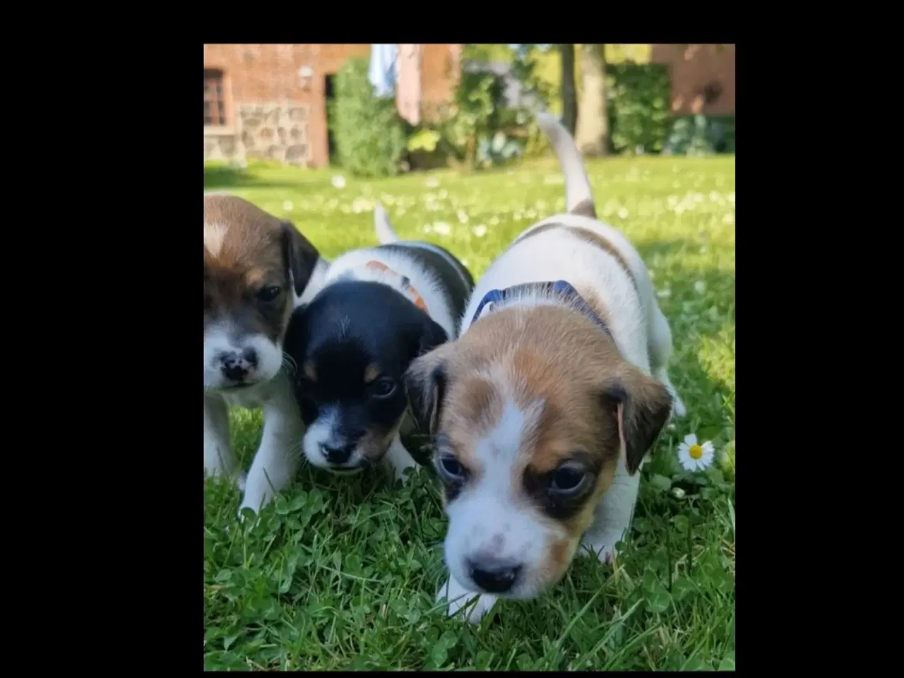 Billede 14 - Dansk svensk gårdhunde hvalpe 