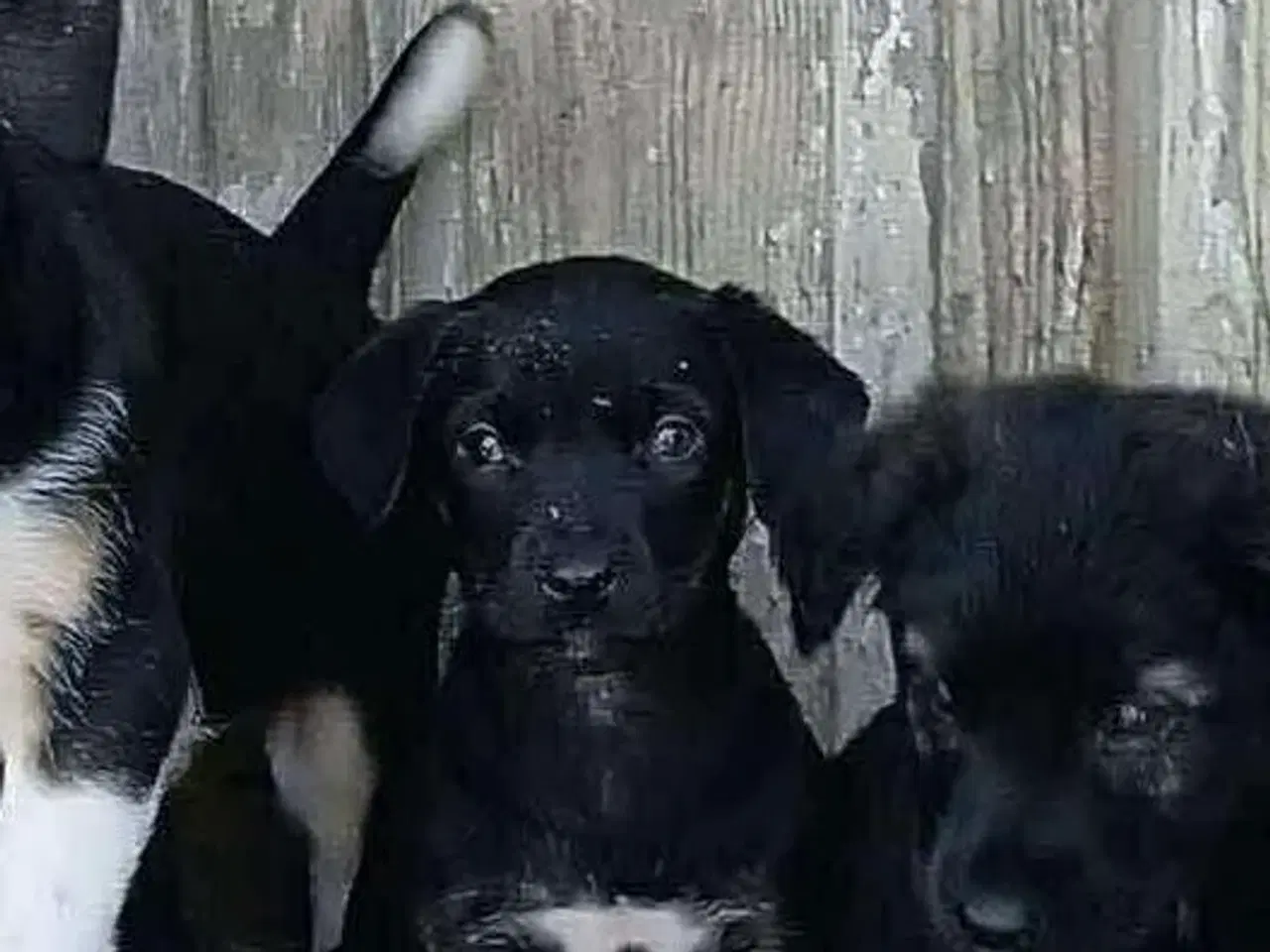 Billede 3 - Grace leder efter sin egen familie 🩷