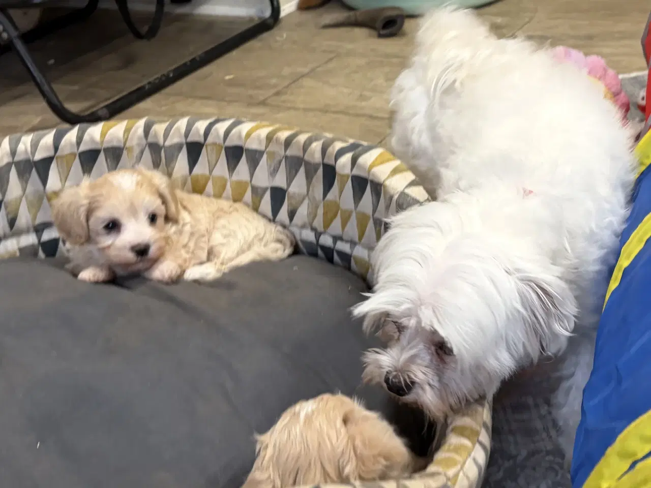 Billede 17 - Mini Maltipoo babyer 