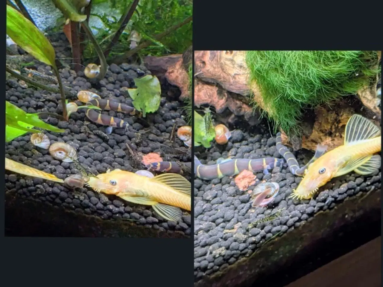 Billede 5 - Juwel akvarie 125L
