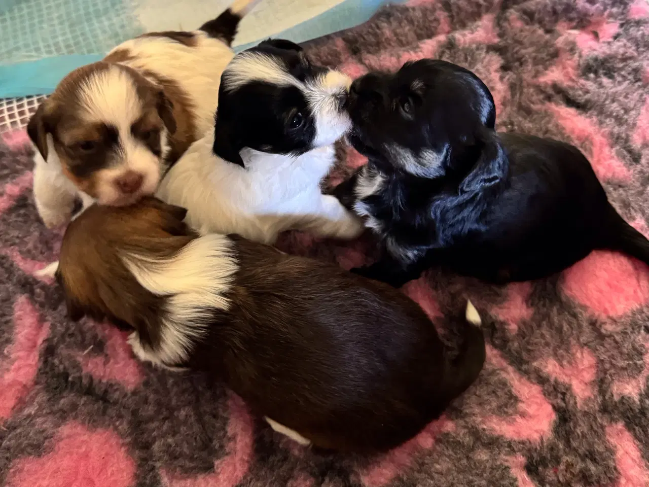 Billede 1 - Bichon Havanais hvalpe sælges. 4 uger