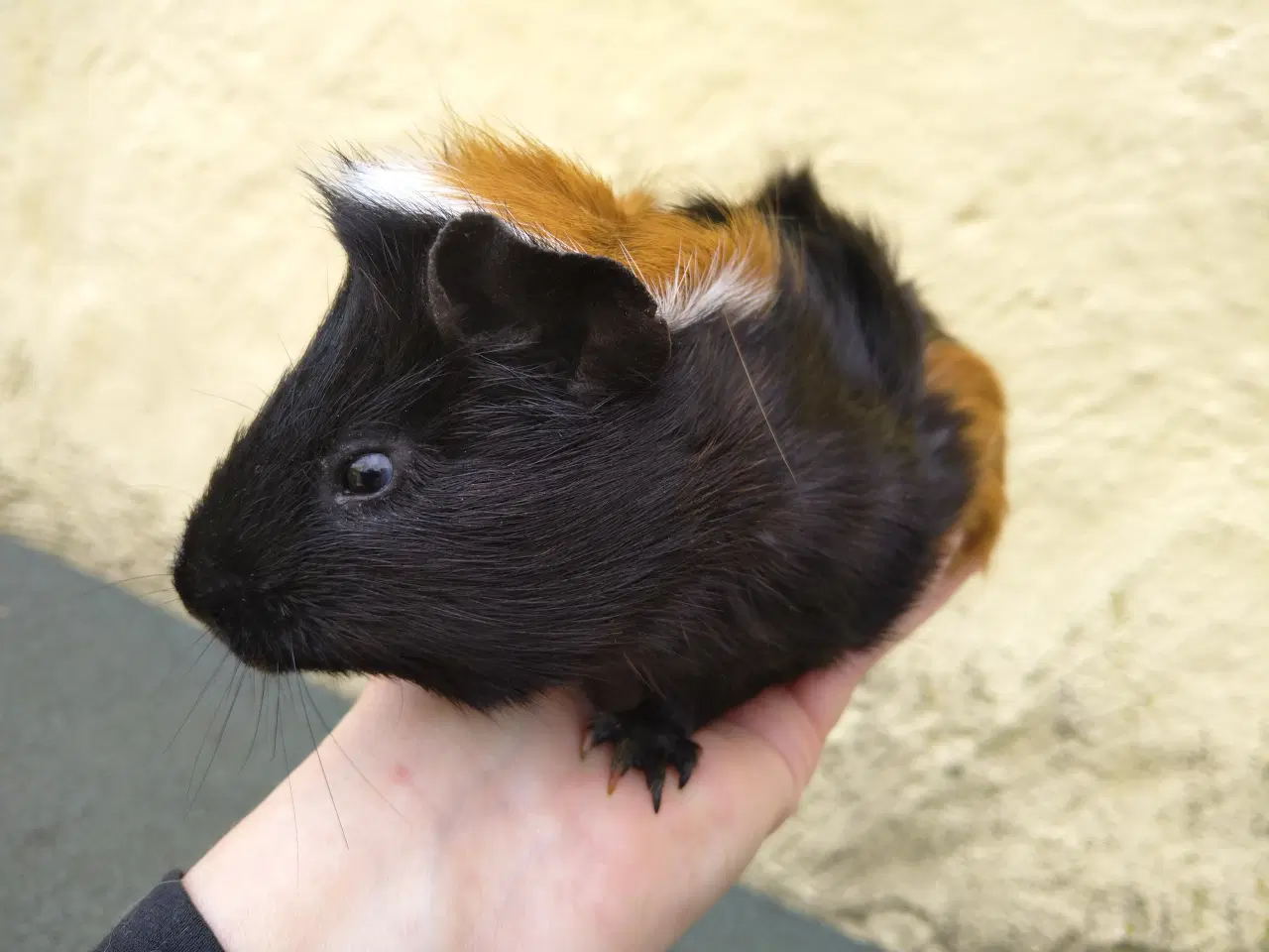 Billede 1 - 2 halvsøstre, små hun unger 