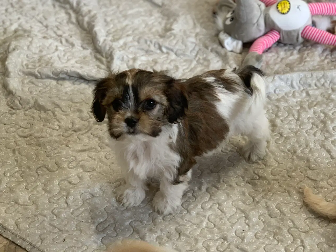 Billede 19 - Bichon / cavalier babyer 