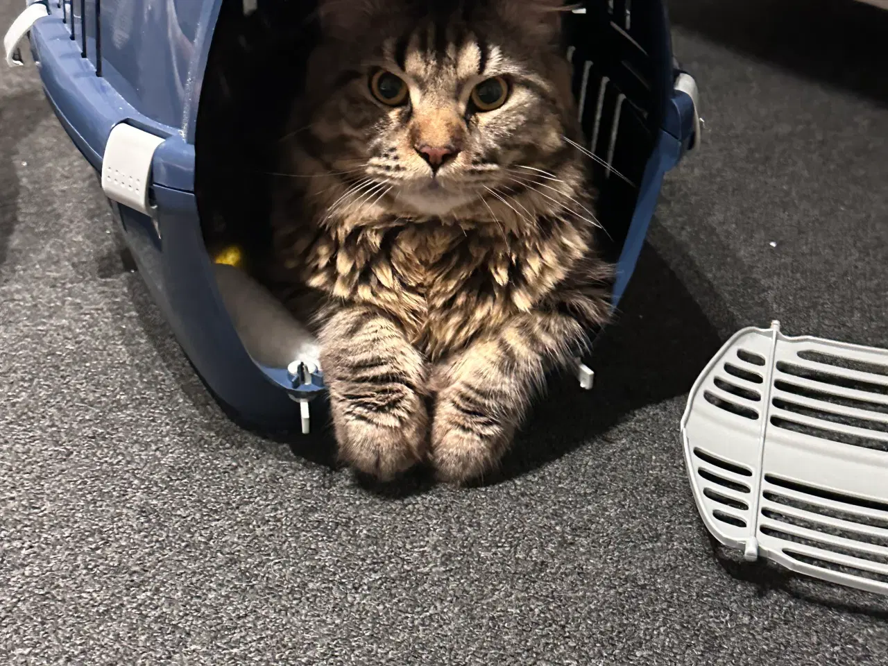 Billede 5 - Fantastisk kælen Maine Coon han søger nyt hjem!