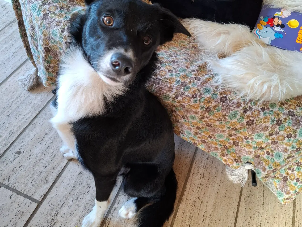 Billede 1 - Bordercollie Han