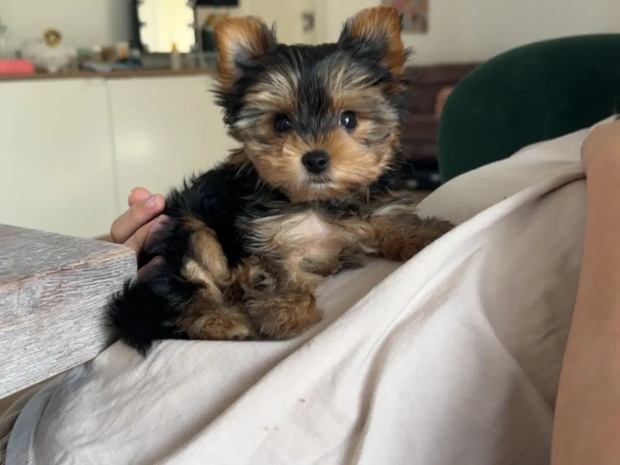 Billede 7 - Yorkshire terrier Tæve