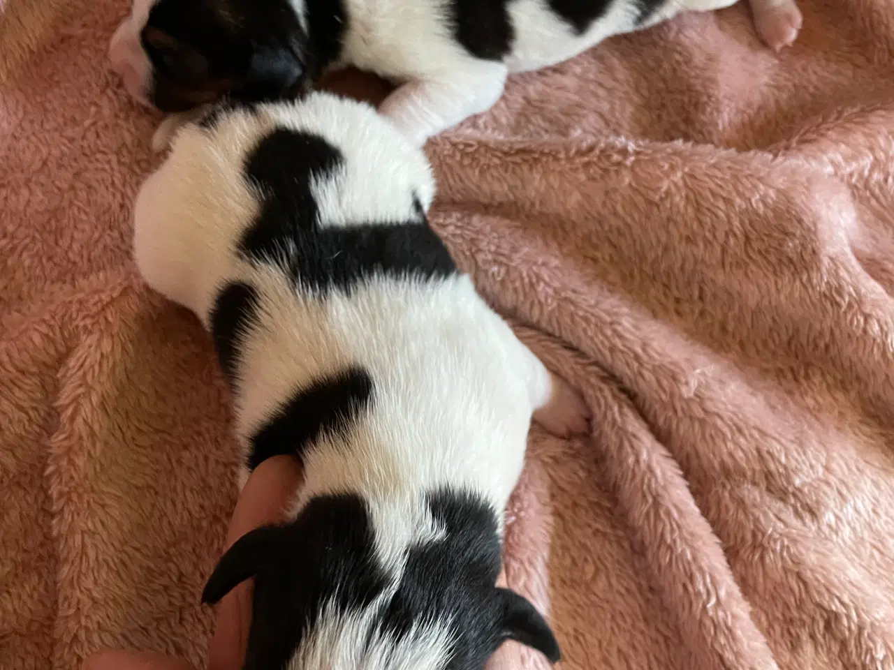 Billede 3 - Dansksvensk gårdhunde hvalpe 