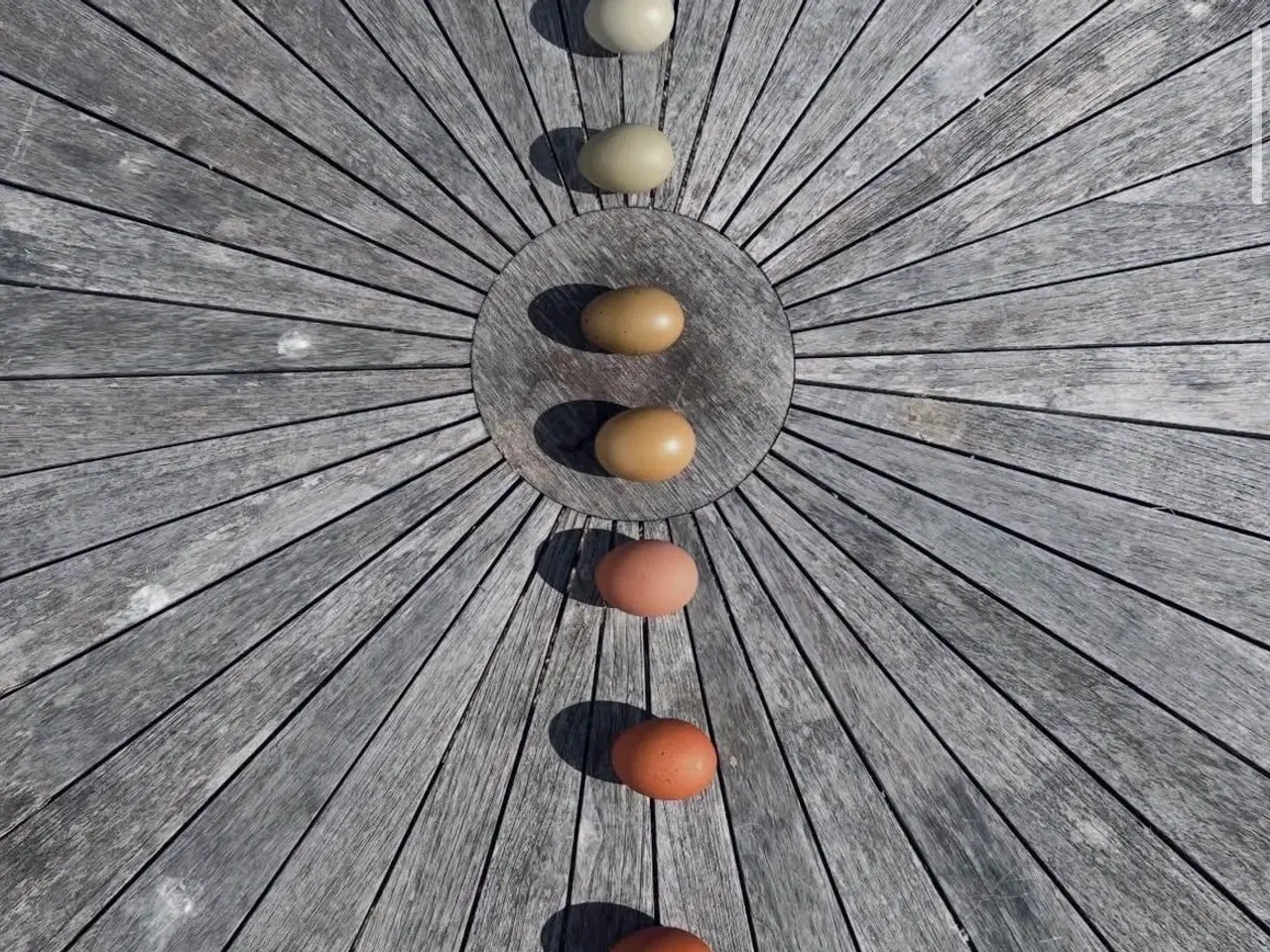 Billede 6 - Små kyllinger/daggamle kyllinger 