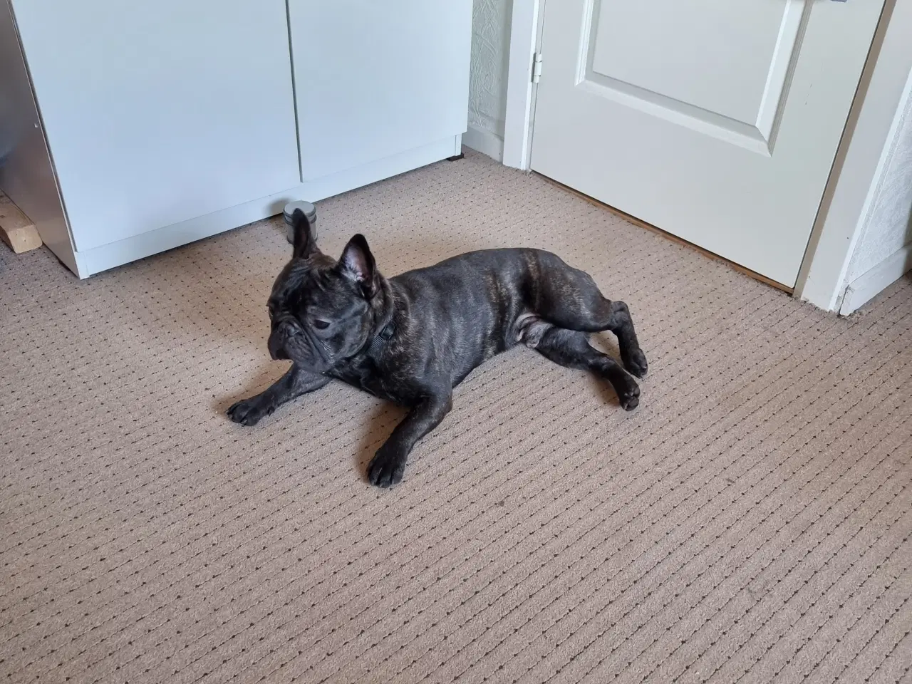 Billede 1 - Fransk bulldog