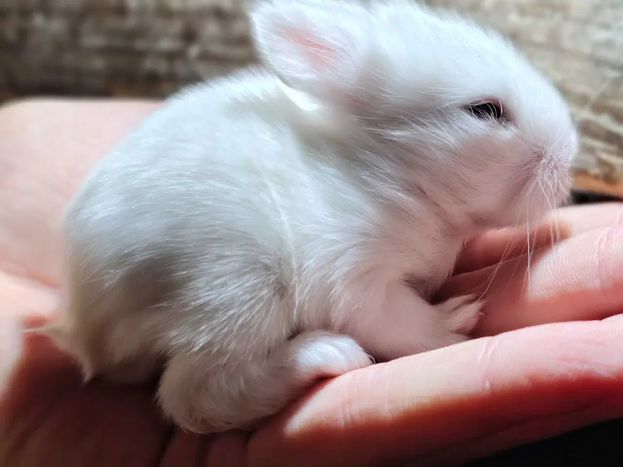 Billede 5 - Indendørs Frikanin 🐰