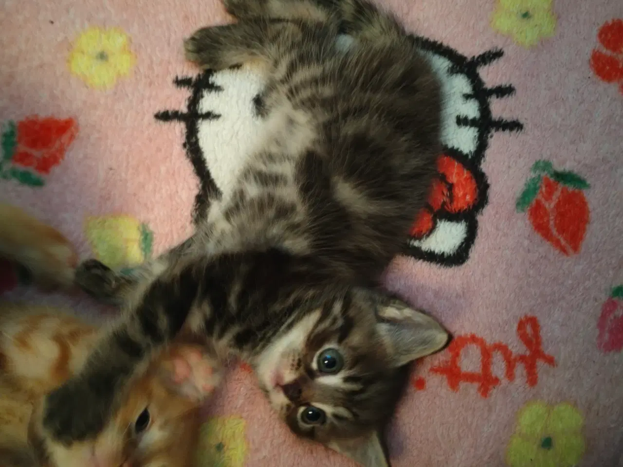 Billede 3 - Ragdoll/marinecoon killinger 