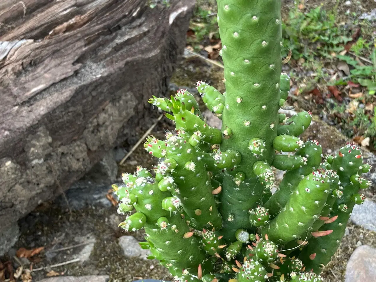 Billede 9 - Kaktuser