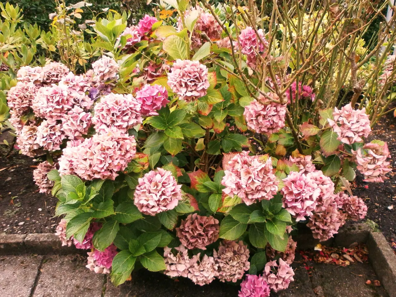 Billede 2 - STOR HORTENSIA BUSK