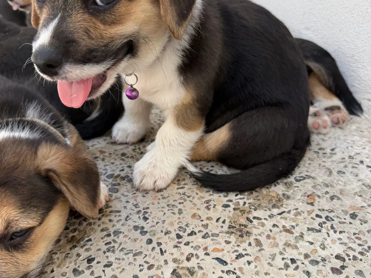 Billede 14 - Corgi Pembroke hundehvalpe