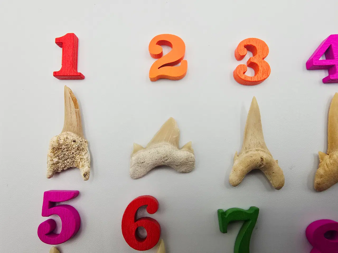 Billede 2 - Forstenede haj tænder sælges til 20,- pr. stk.