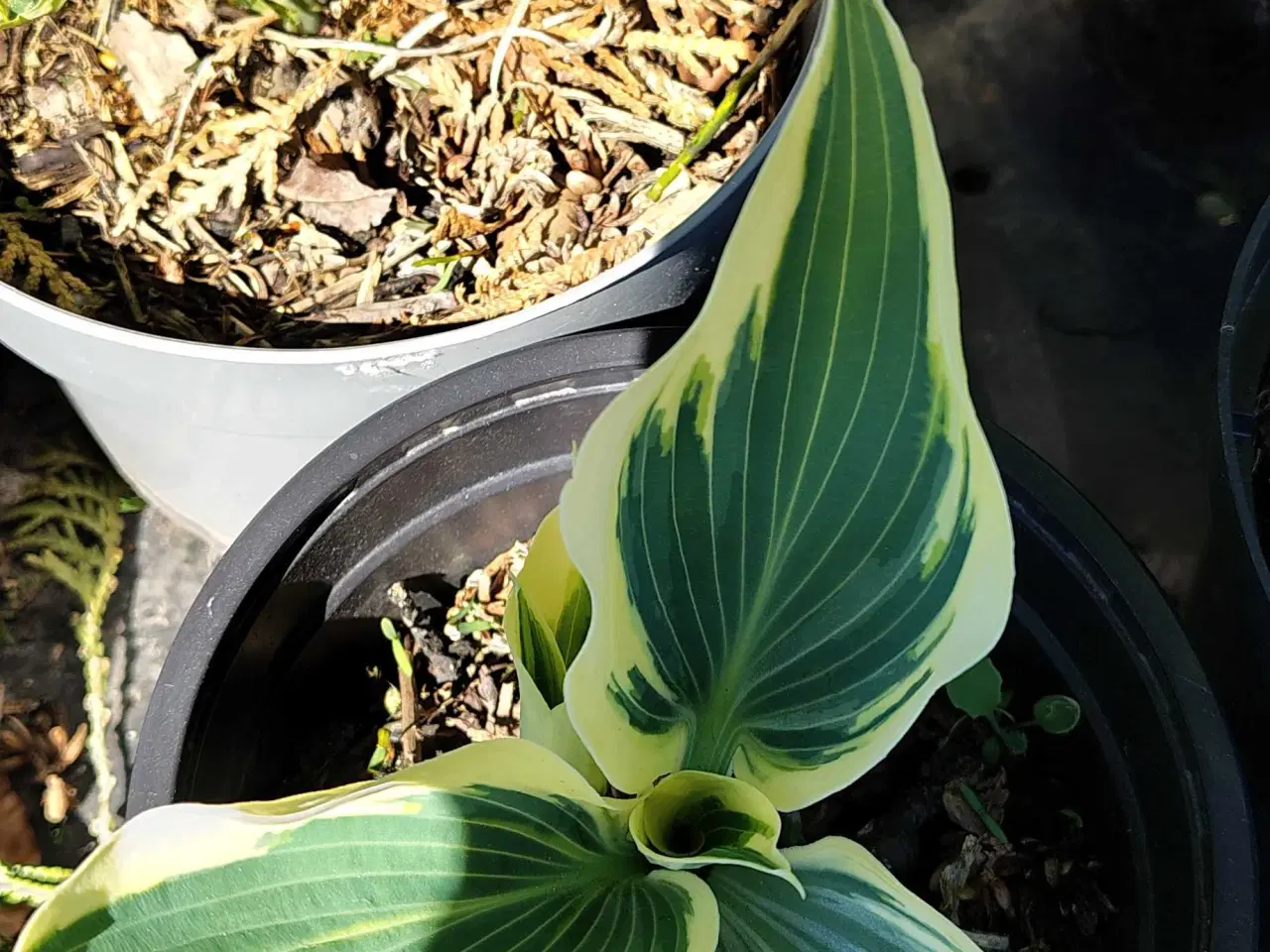 Billede 9 - Hosta i potte 