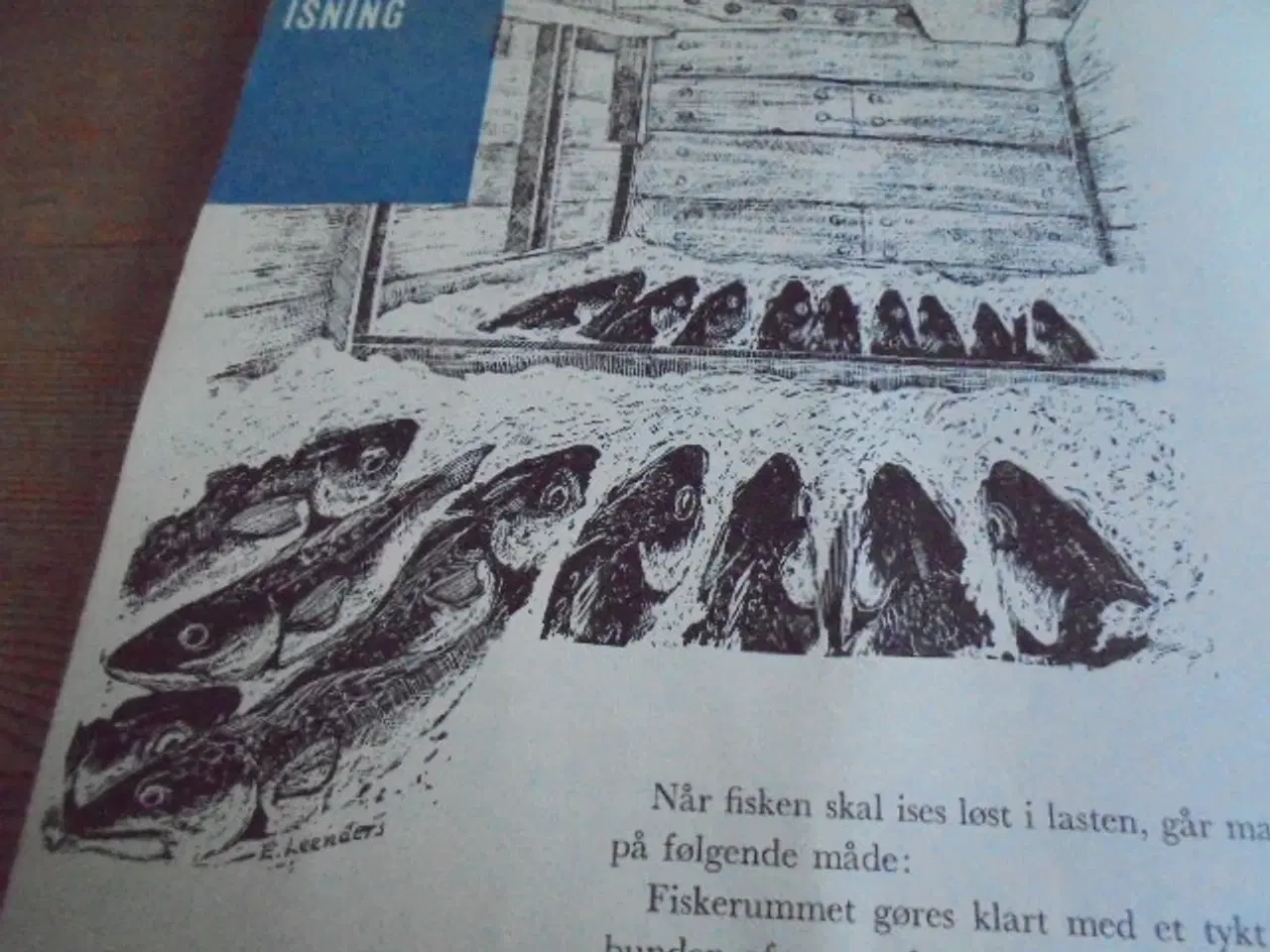 Billede 5 - Fiskens behandling ombord – se fotos og omtale  