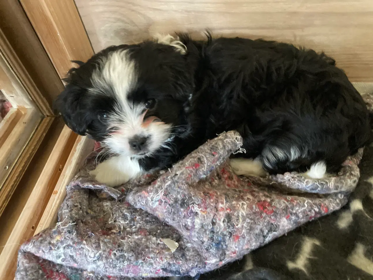 Billede 4 - Cavalier/Yorkshire terrier blanding 9 uger