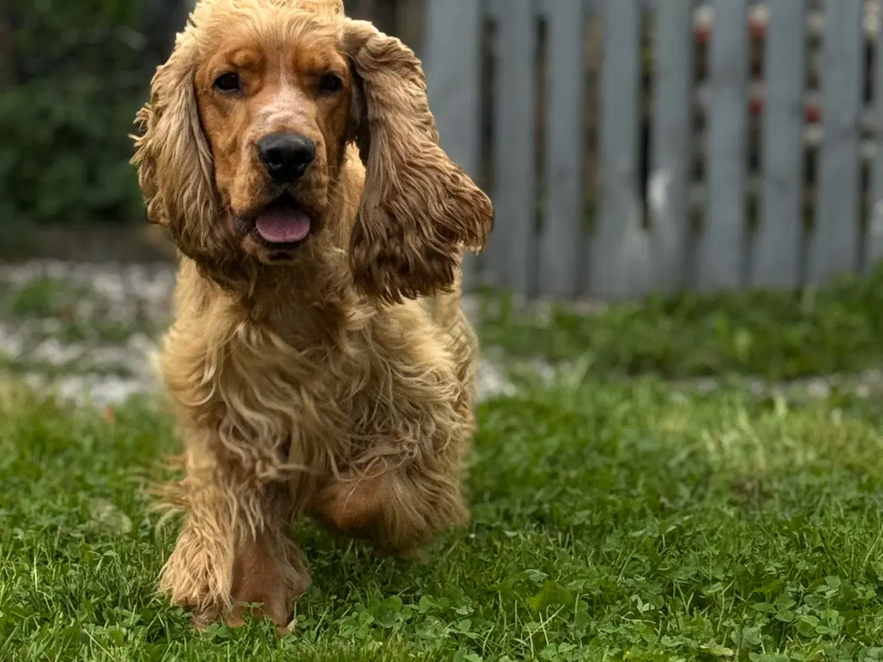 Billede 4 - Erfaren Avl – Smuk & Rolig Engelsk Cocker Spaniel 