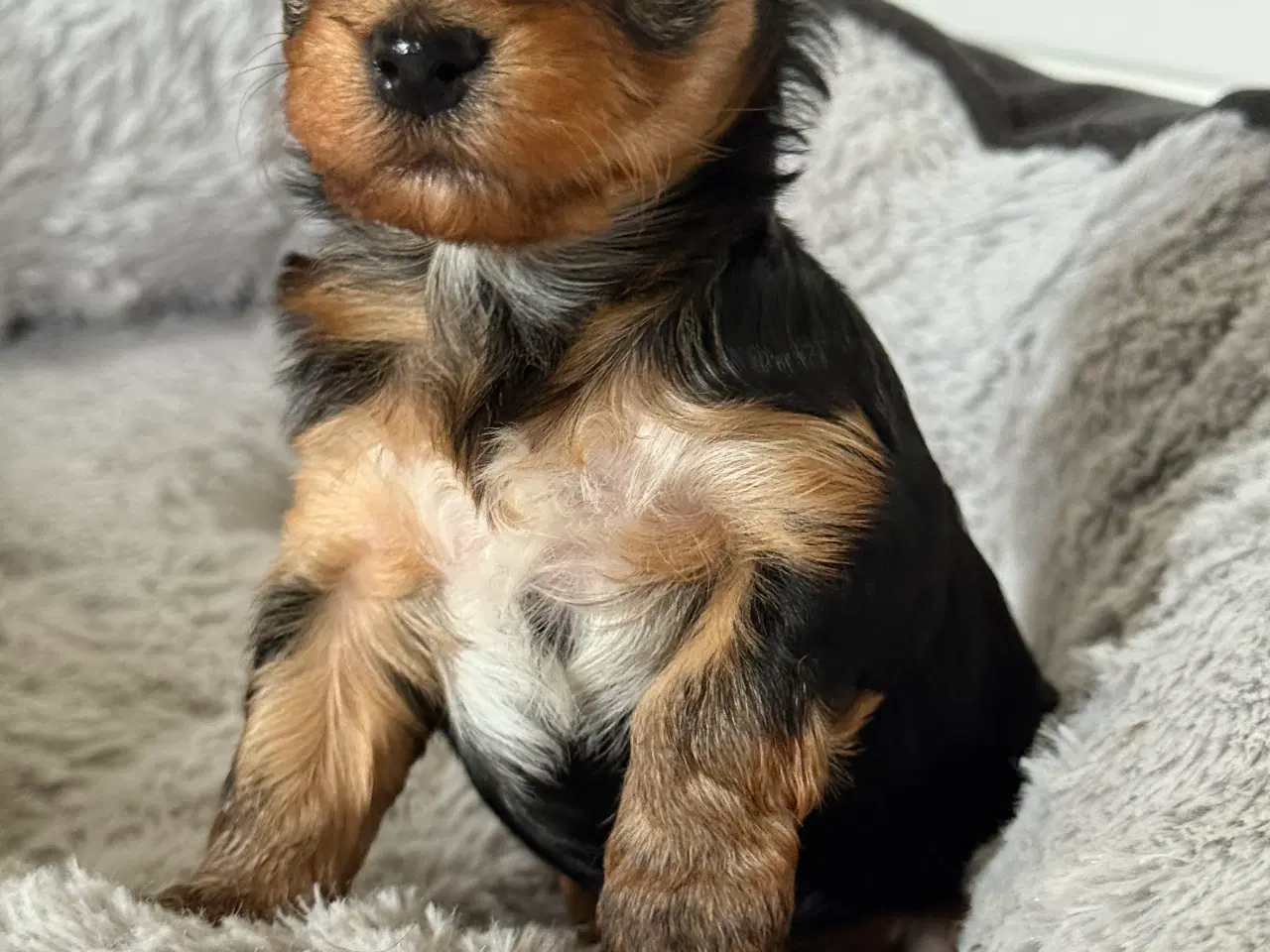 Billede 11 - Yorkshire Terrier Hvalpe
