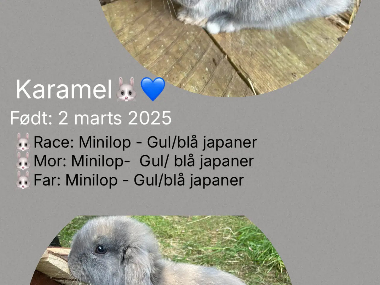 Billede 8 - Han Minilop med alt tilbehør 