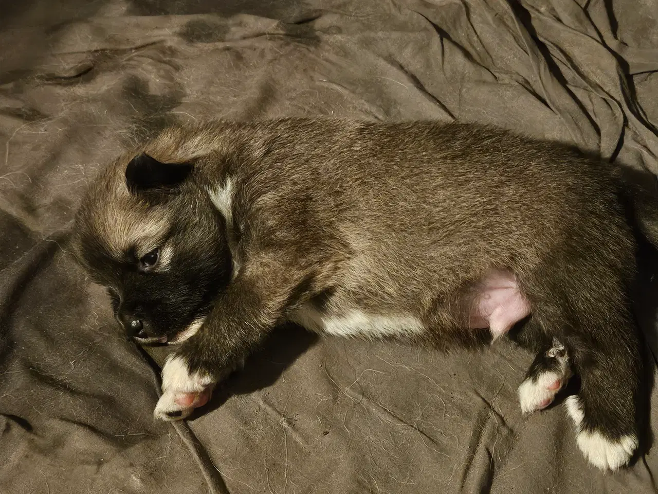 Billede 2 - Islandsk fårehunde hvalpe