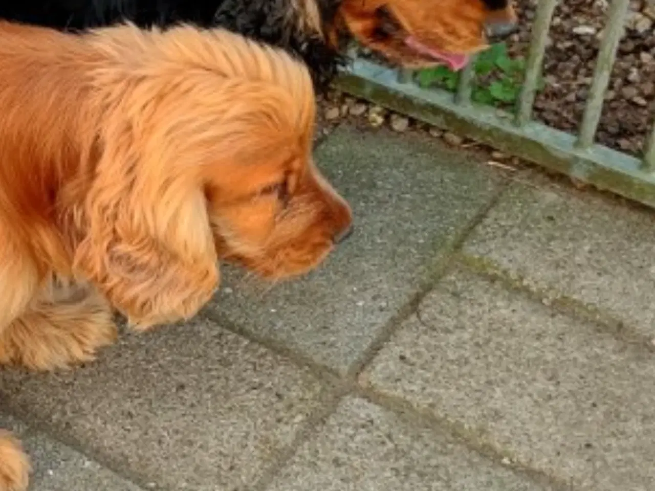 Billede 1 - Cocker spaniel hvalpe med stamtavle 