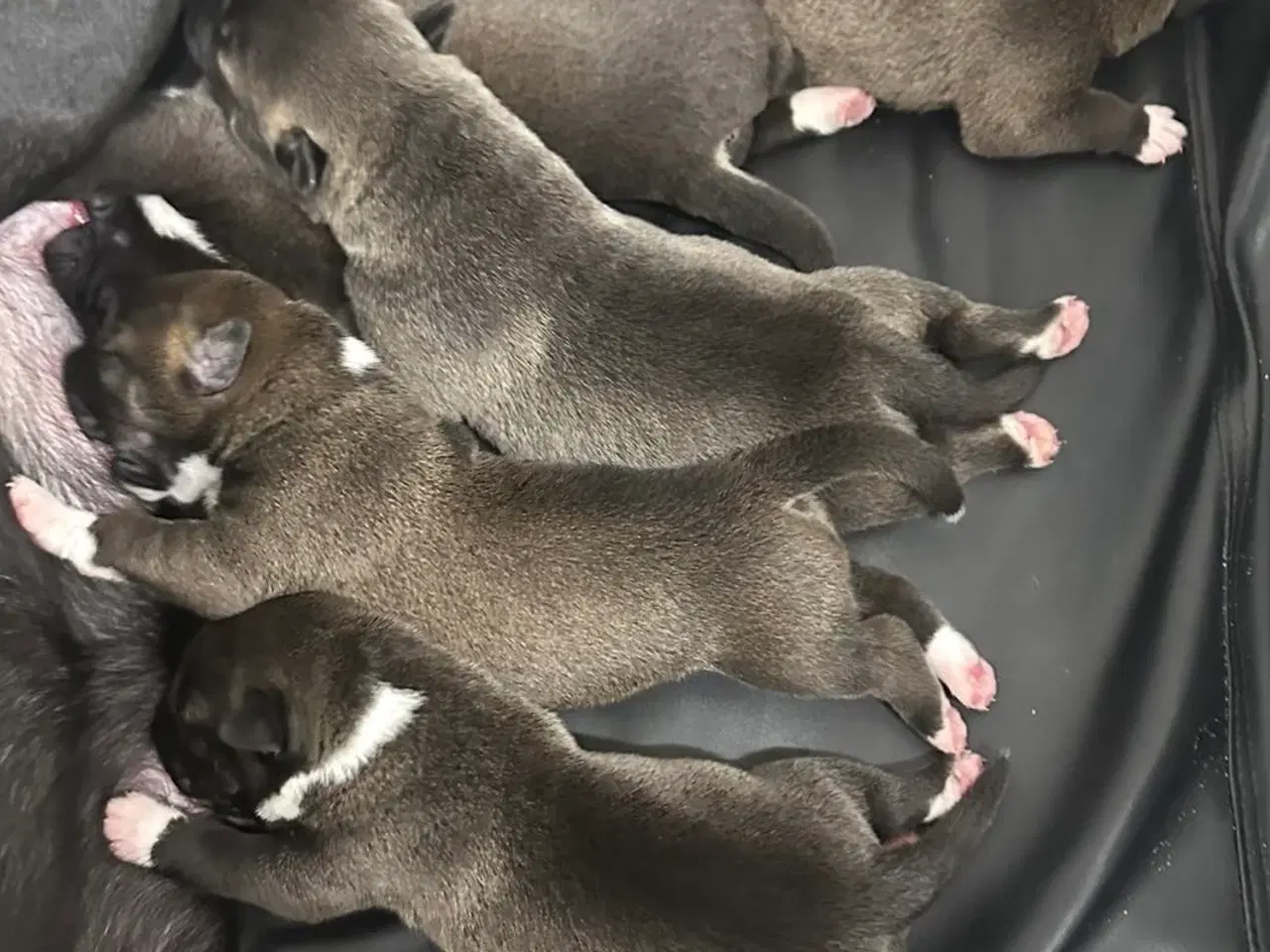 Billede 4 - Hunde hvalpe til salg