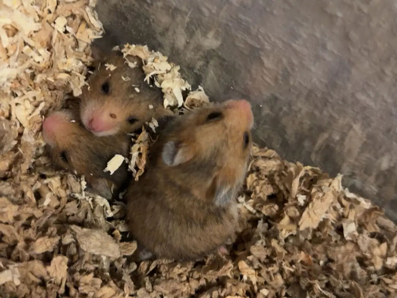 Billede 1 - Guldhamster unger