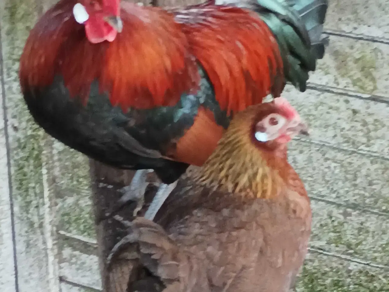 Billede 2 - Gamle danske landhøns dværg 