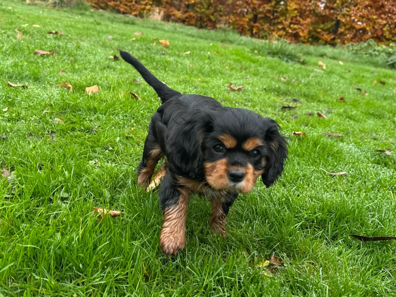 Billede 7 - Cavalier-tæver med DKK-stamtavle.