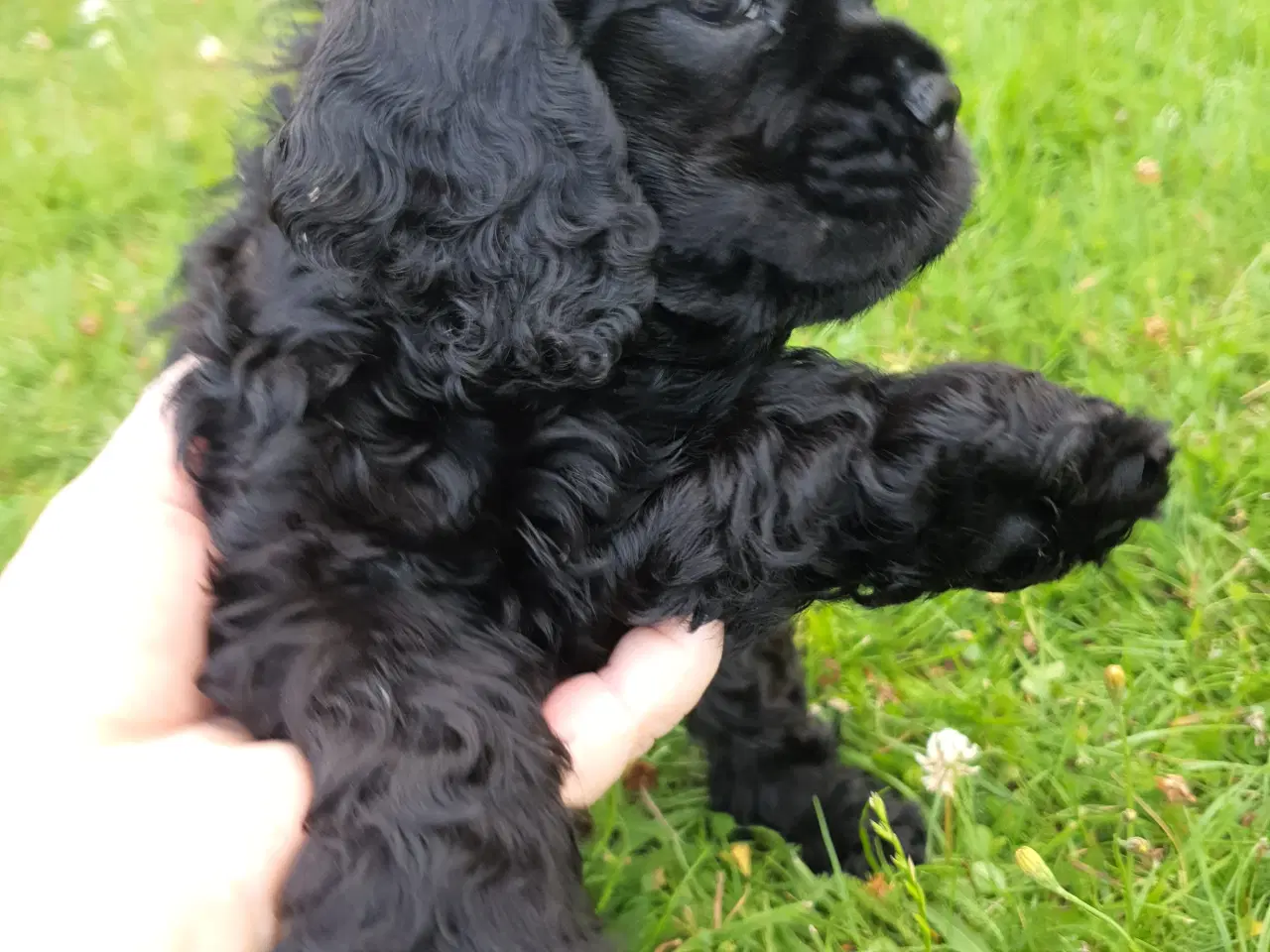 Billede 10 - Amerikansk cocker spaniel valper født 10 juni til 