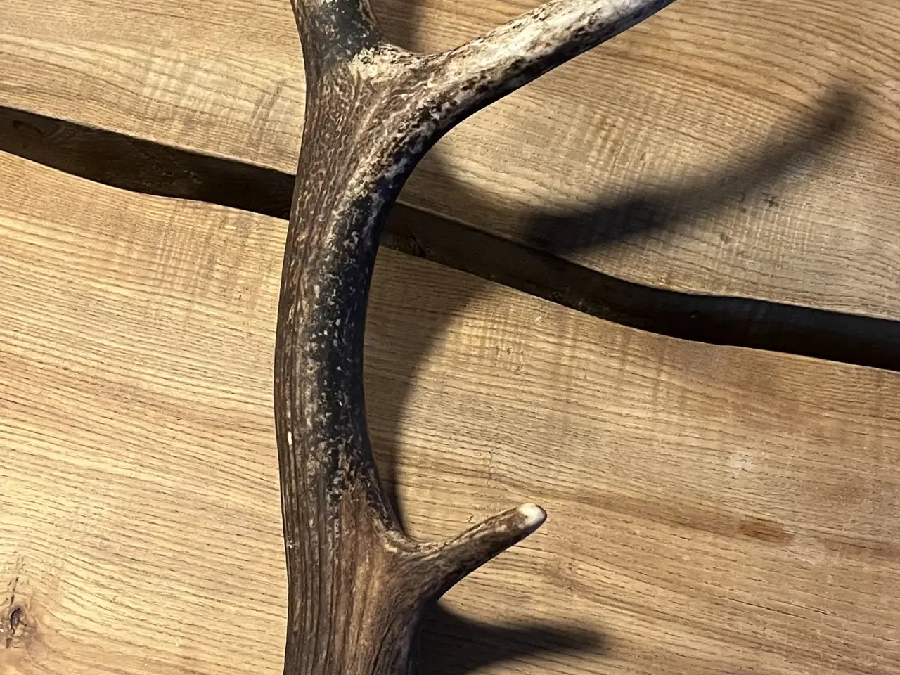 Billede 4 - 2 Dåhjorte kastestænger- 1 Kronhjort kastestang