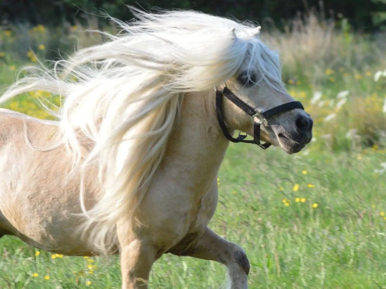 Billede 1 - Albert mini palomino 