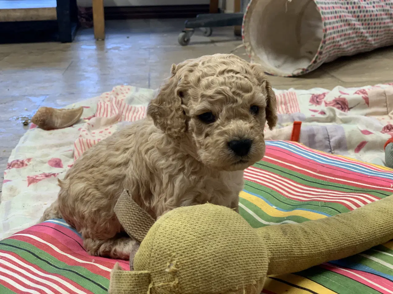 Billede 2 - Amerikanske Cockerpoo babyer 