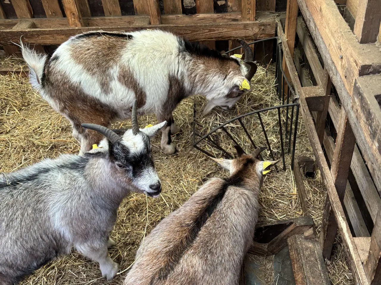 Billede 2 - Fire søde geder